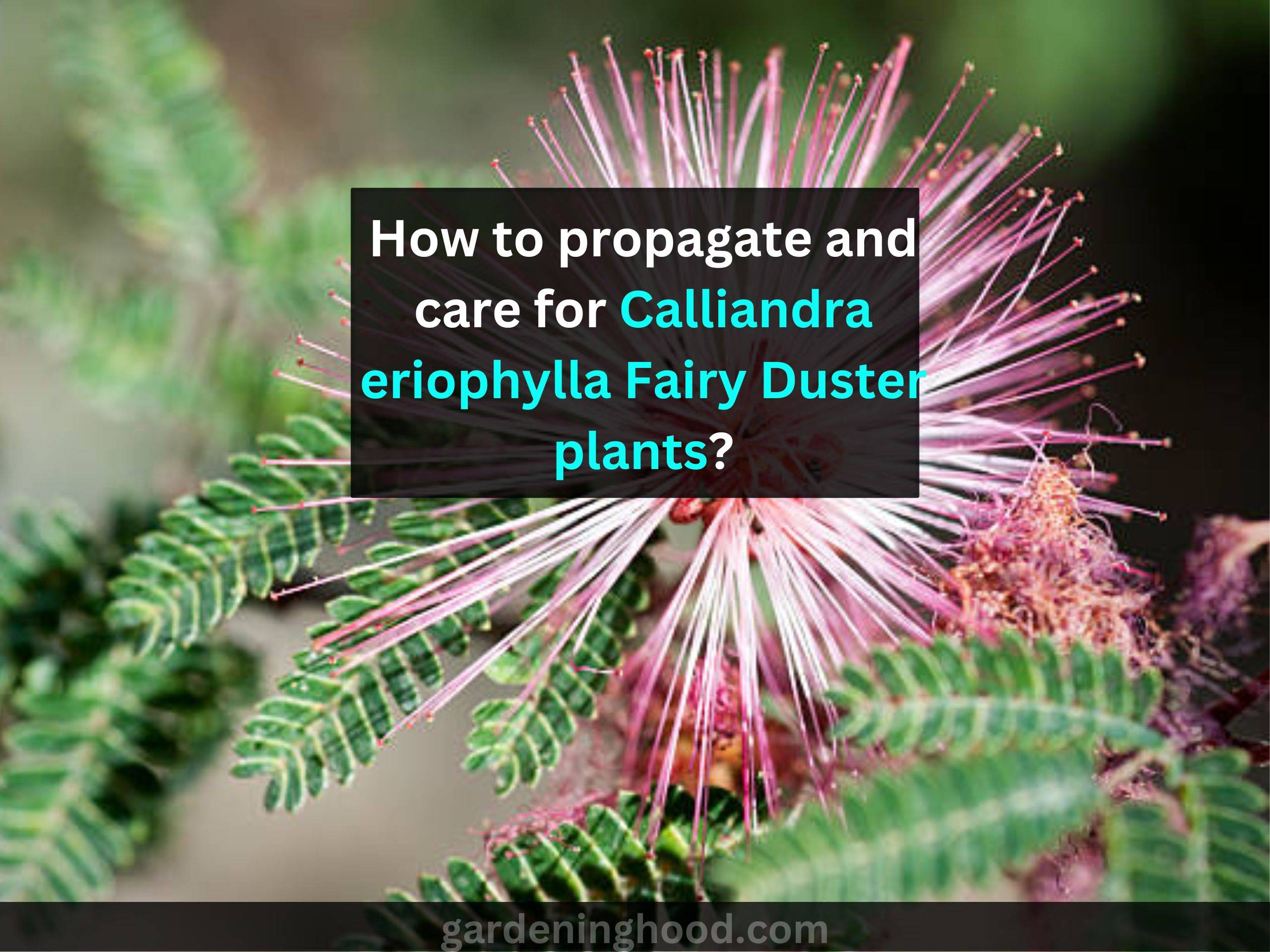 How to propagate and care for Calliandra eriophylla Fairy Duster plants?