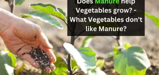 Does Manure help Vegetables grow? - What Vegetables don't like Manure?