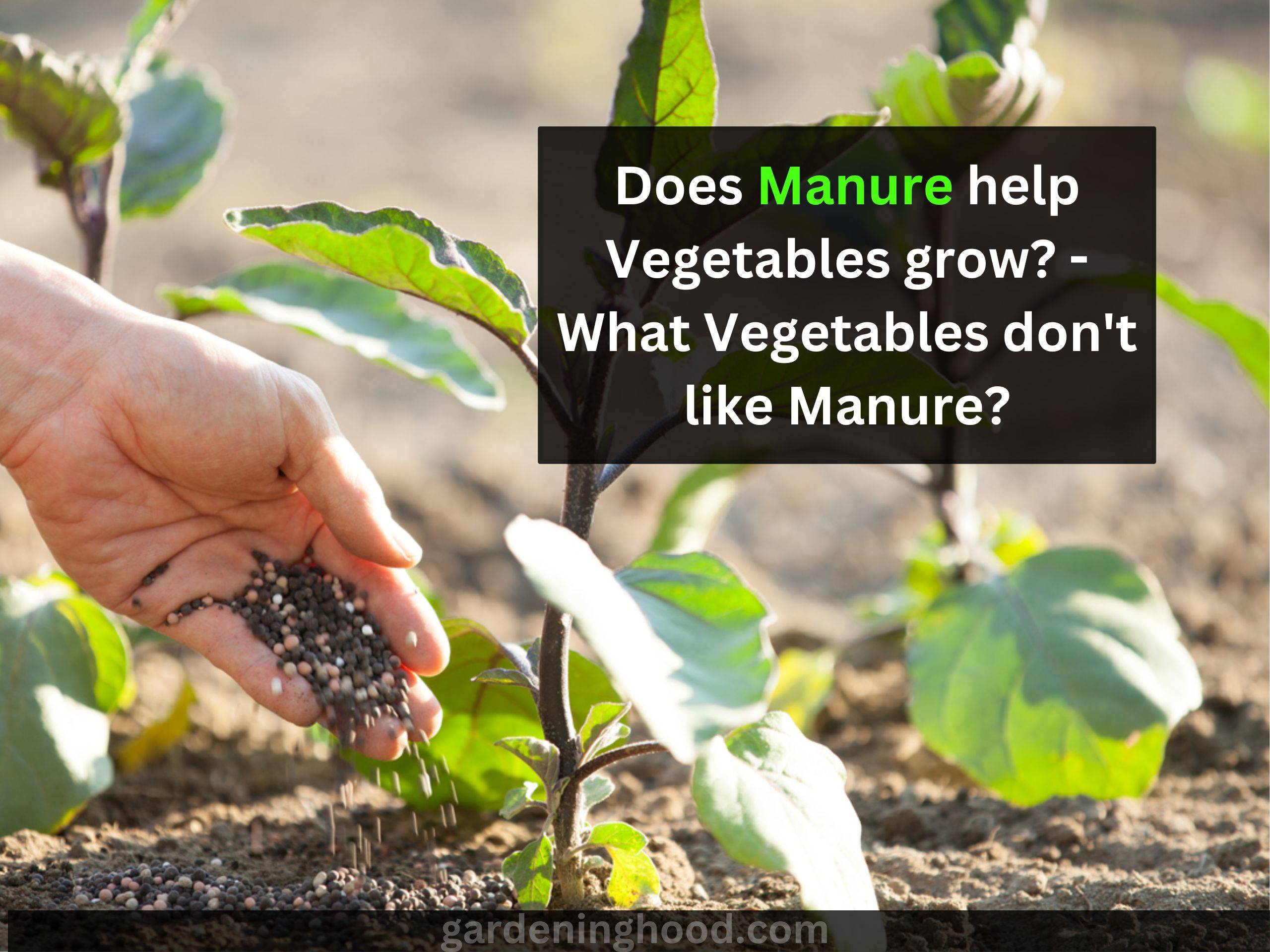 Does Manure help Vegetables grow? - What Vegetables don't like Manure?