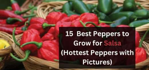 15+ Best Peppers to Grow for Salsa (Hottest Peppers with Pictures)