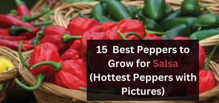 15+ Best Peppers to Grow for Salsa (Hottest Peppers with Pictures)