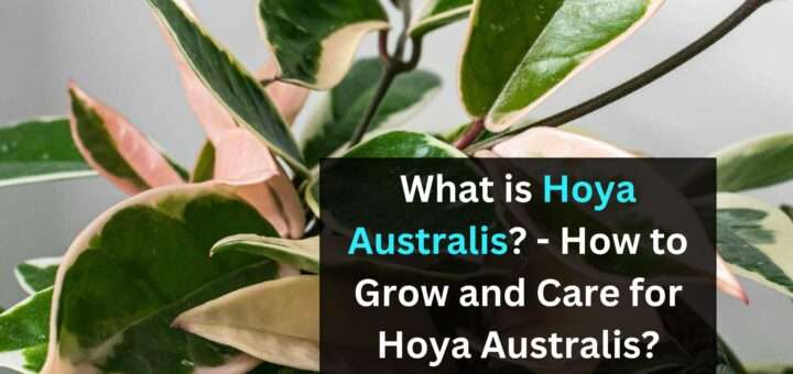 What is Hoya Australis? - How to Grow and Care for Hoya Australis?