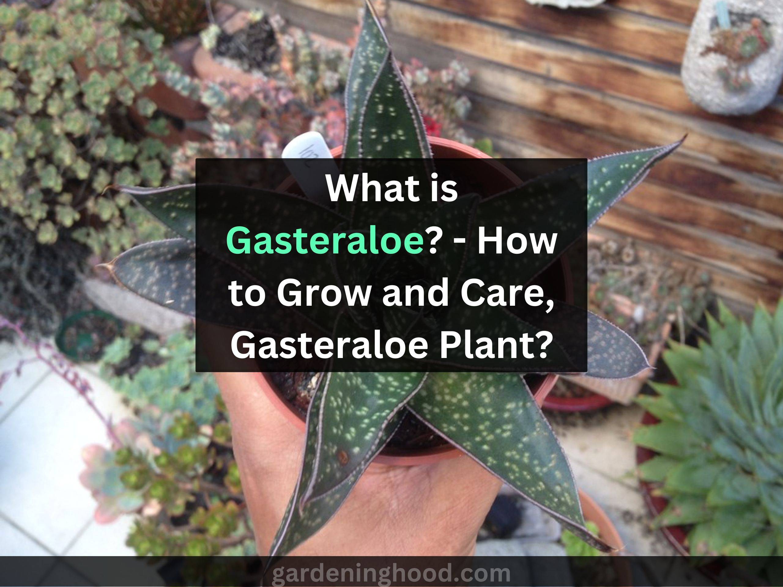 What is Gasteraloe? - How to Grow and Care, Gasteraloe Plant?