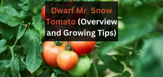 Dwarf Mr. Snow Tomato (Overview and Growing Tips)