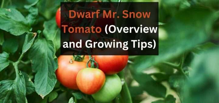 Dwarf Mr. Snow Tomato (Overview and Growing Tips)