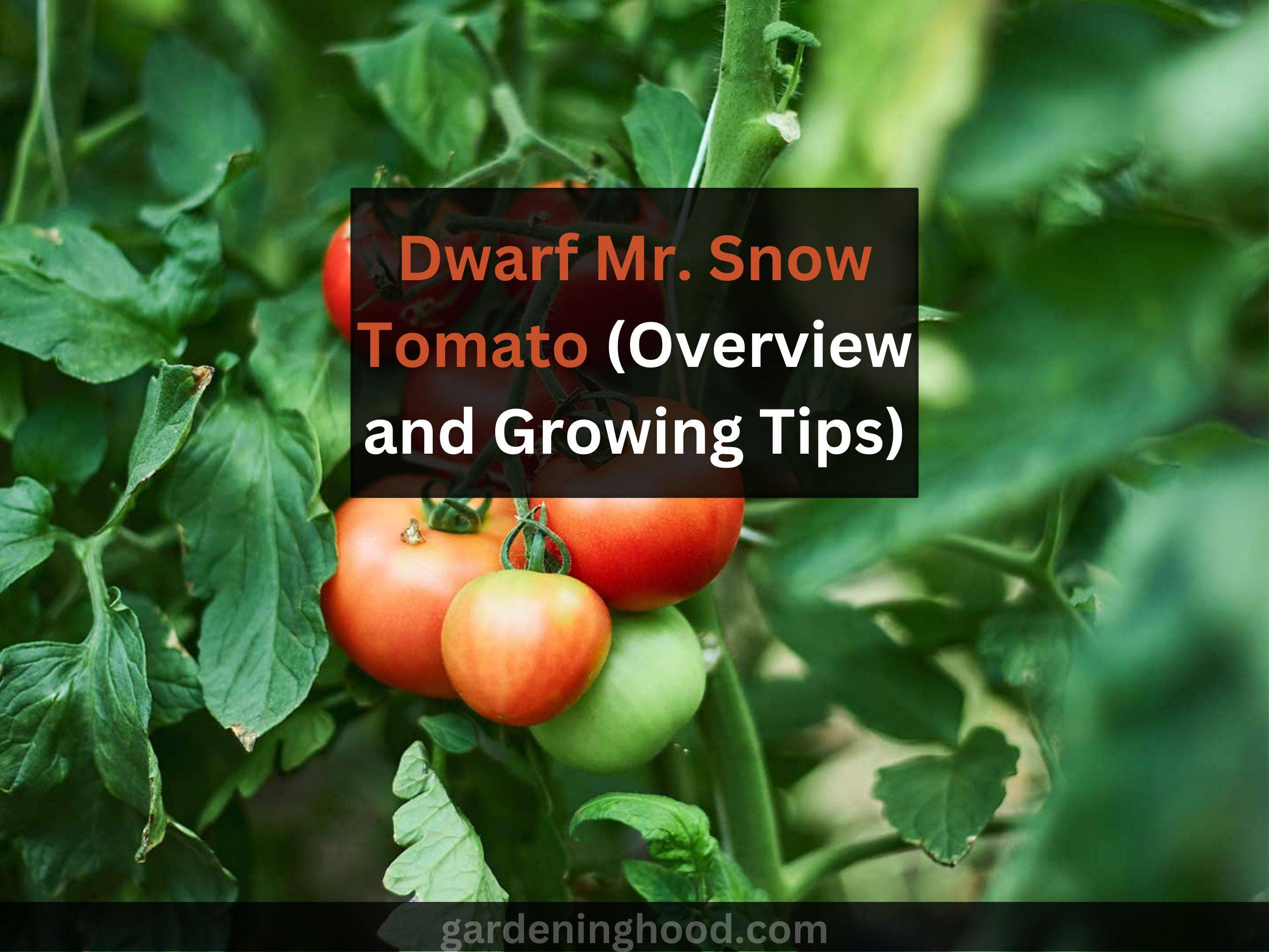 Dwarf Mr. Snow Tomato (Overview and Growing Tips)