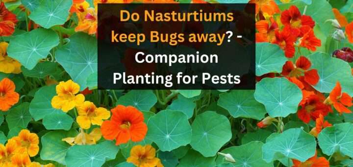 Do Nasturtiums keep Bugs away? - Companion Planting for Pests