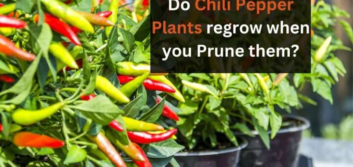 Do Chili Pepper Plants regrow when you Prune them?