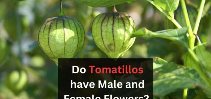 Do Tomatillos have Male and Female Flowers? (Everything related to Tomatillo Flowers)