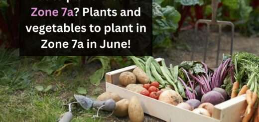 What to plant in June in Zone 7a? Plants and vegetables to plant in Zone 7a in June!