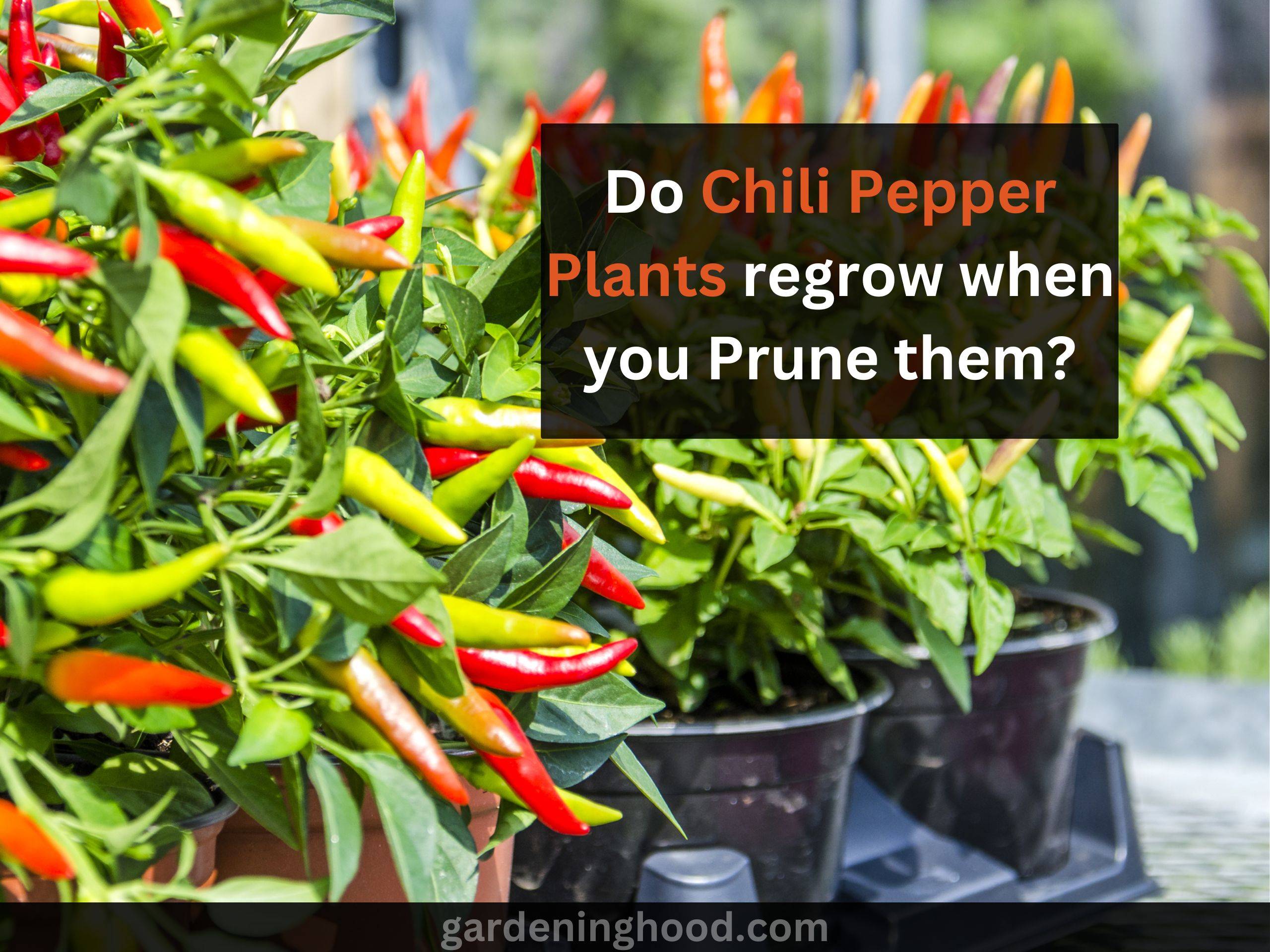 Do Chili Pepper Plants regrow when you Prune them?