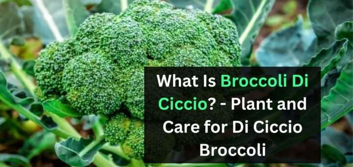 What Is Broccoli Di Ciccio? - Plant and Care for Di Ciccio Broccoli