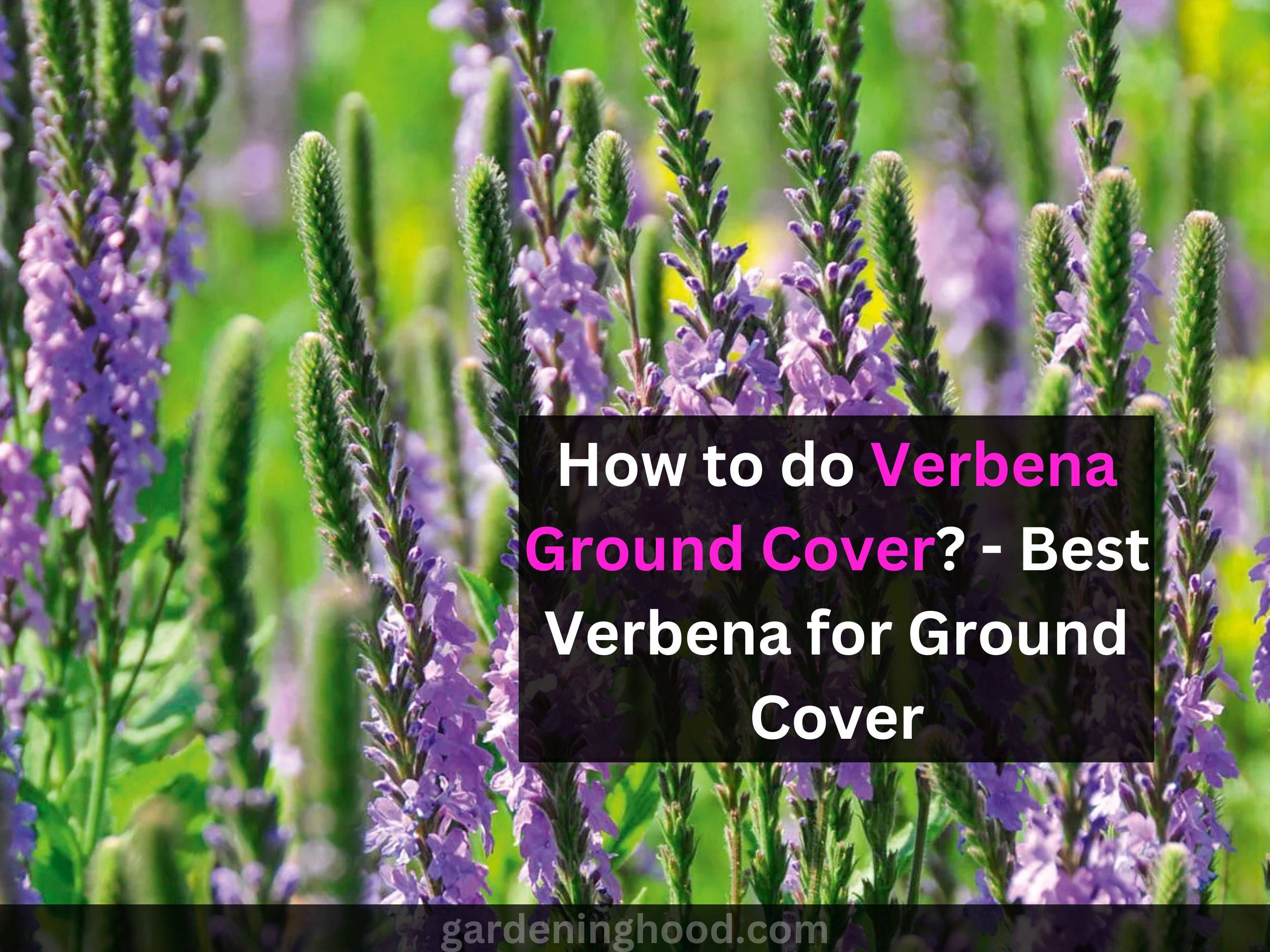 How to do Verbena Groundcover? - Best Verbena for Groundcover - Trailing Verbena