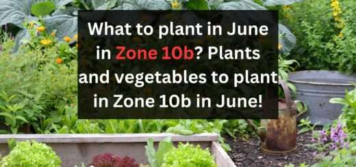 What to plant in June in Zone 10b? Plants and vegetables to plant in Zone 10b in June!