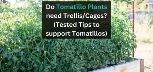 Do Tomatillo Plants need Trellis/Cages? (Tested Tips to support Tomatillos)