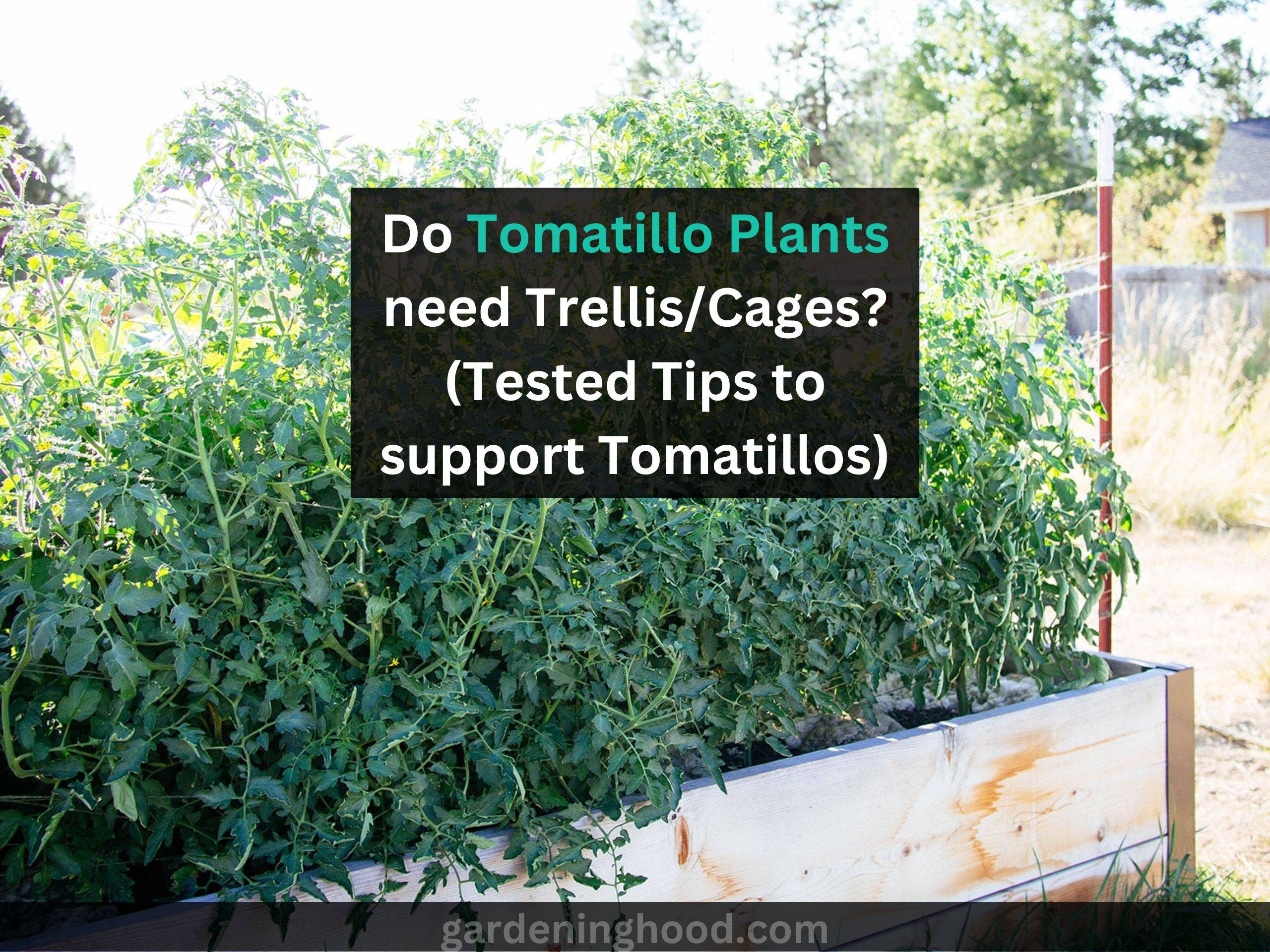 Do Tomatillo Plants need Trellis/Cages? (Tested Tips to support Tomatillos)