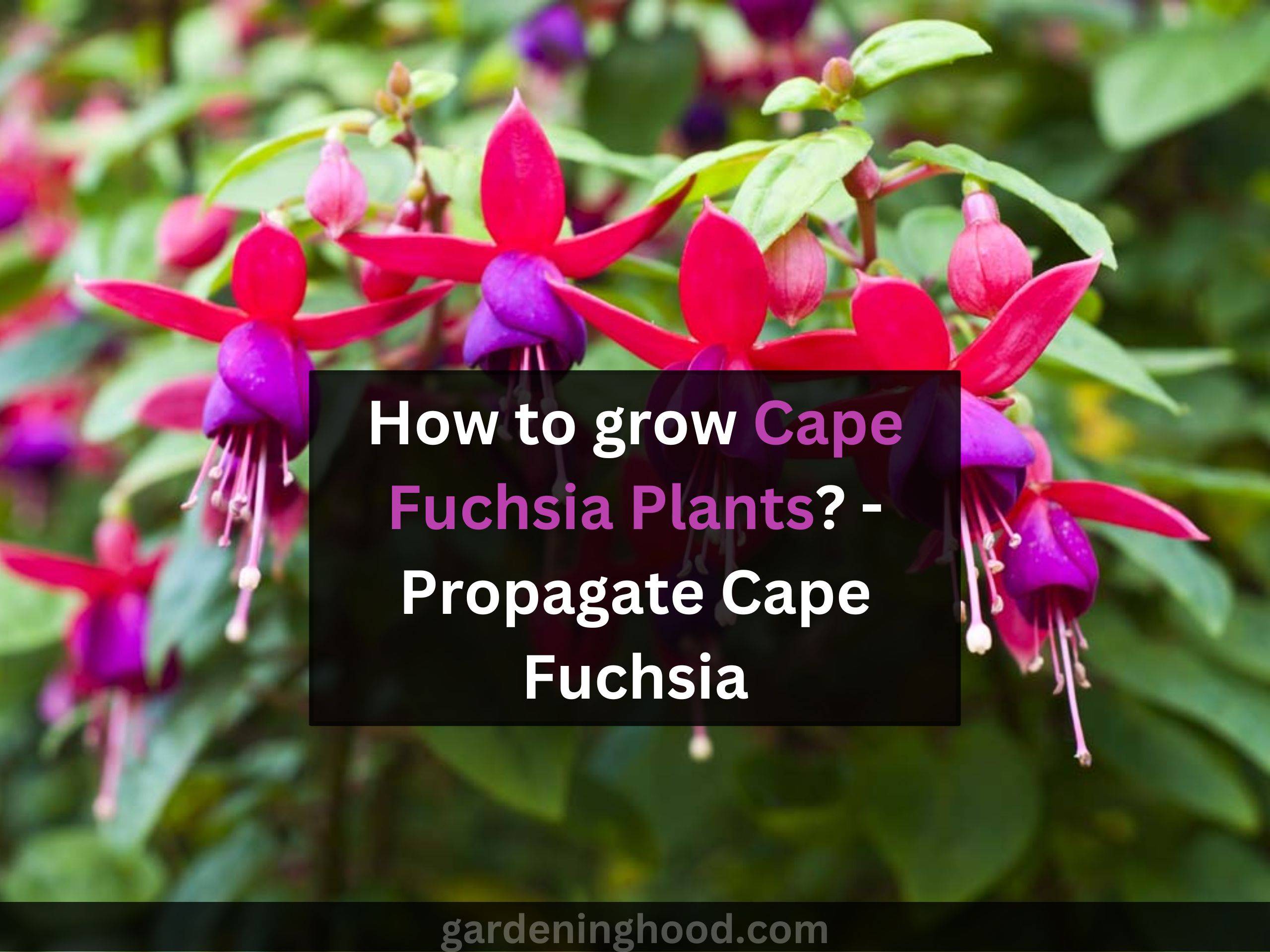 How to grow Cape Fuchsia Plants? - Propagate Cape Fuchsia