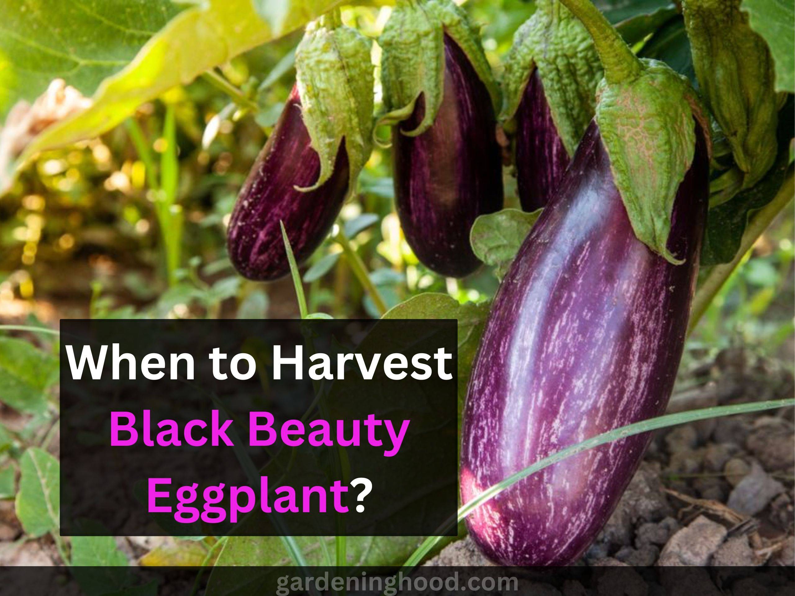 When to Harvest Black Beauty Eggplant?
