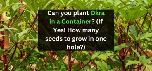 Can you plant Okra in a Container? (If Yes! How many seeds to grow in one hole?)