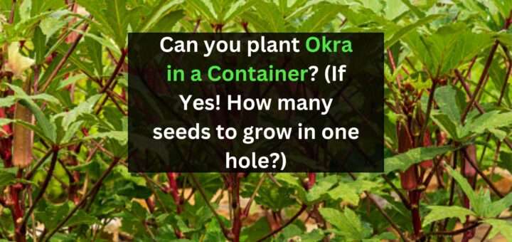 Can you plant Okra in a Container? (If Yes! How many seeds to grow in one hole?)