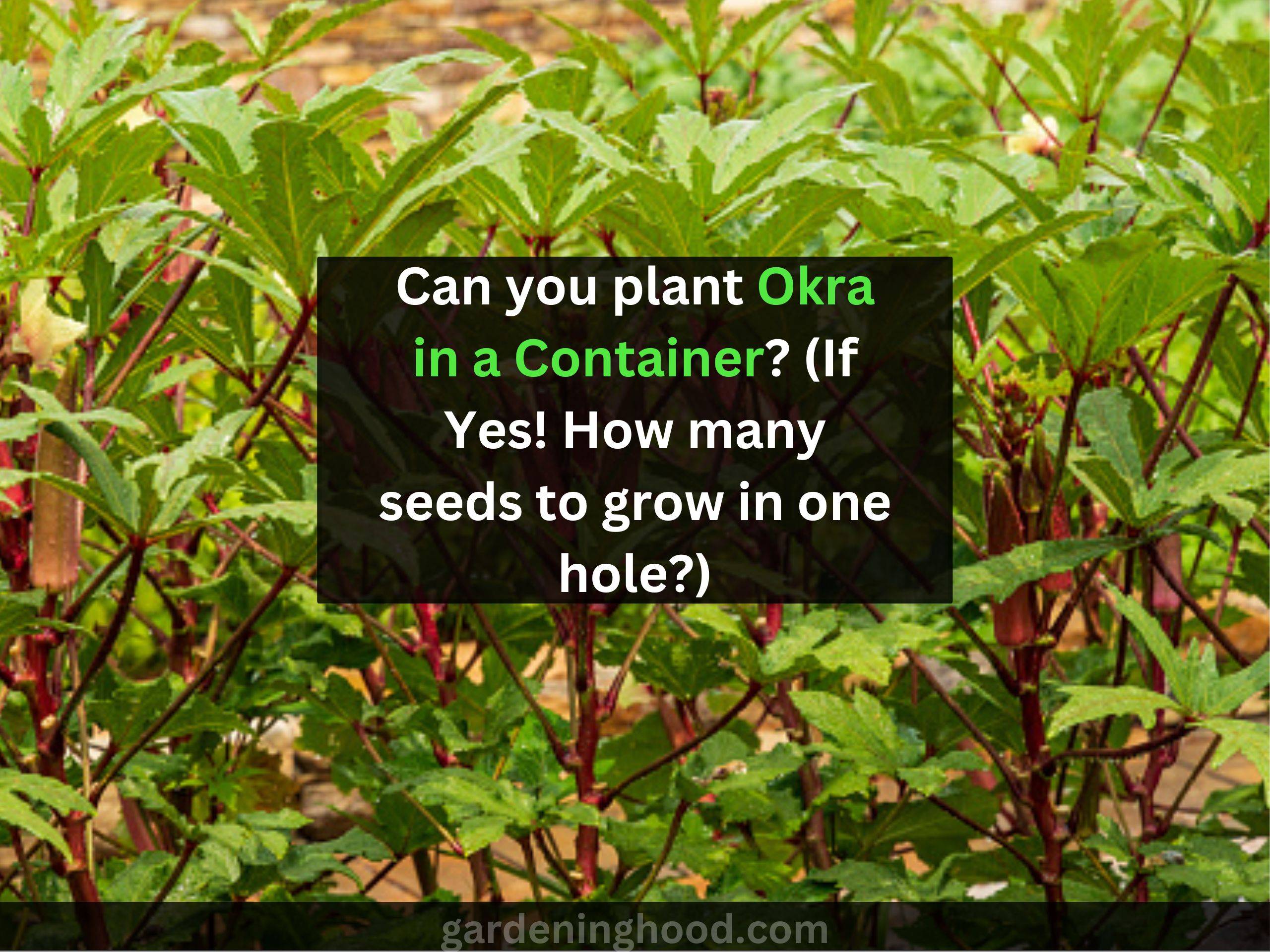 Can you plant Okra in a Container? (If Yes! How many seeds to grow in one hole?)
