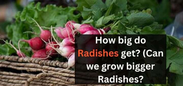 How big do Radishes get? (Can we grow bigger Radishes?)