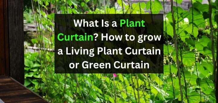 What Is a Plant Curtain? How to grow a Living Plant Curtain or Green Curtain