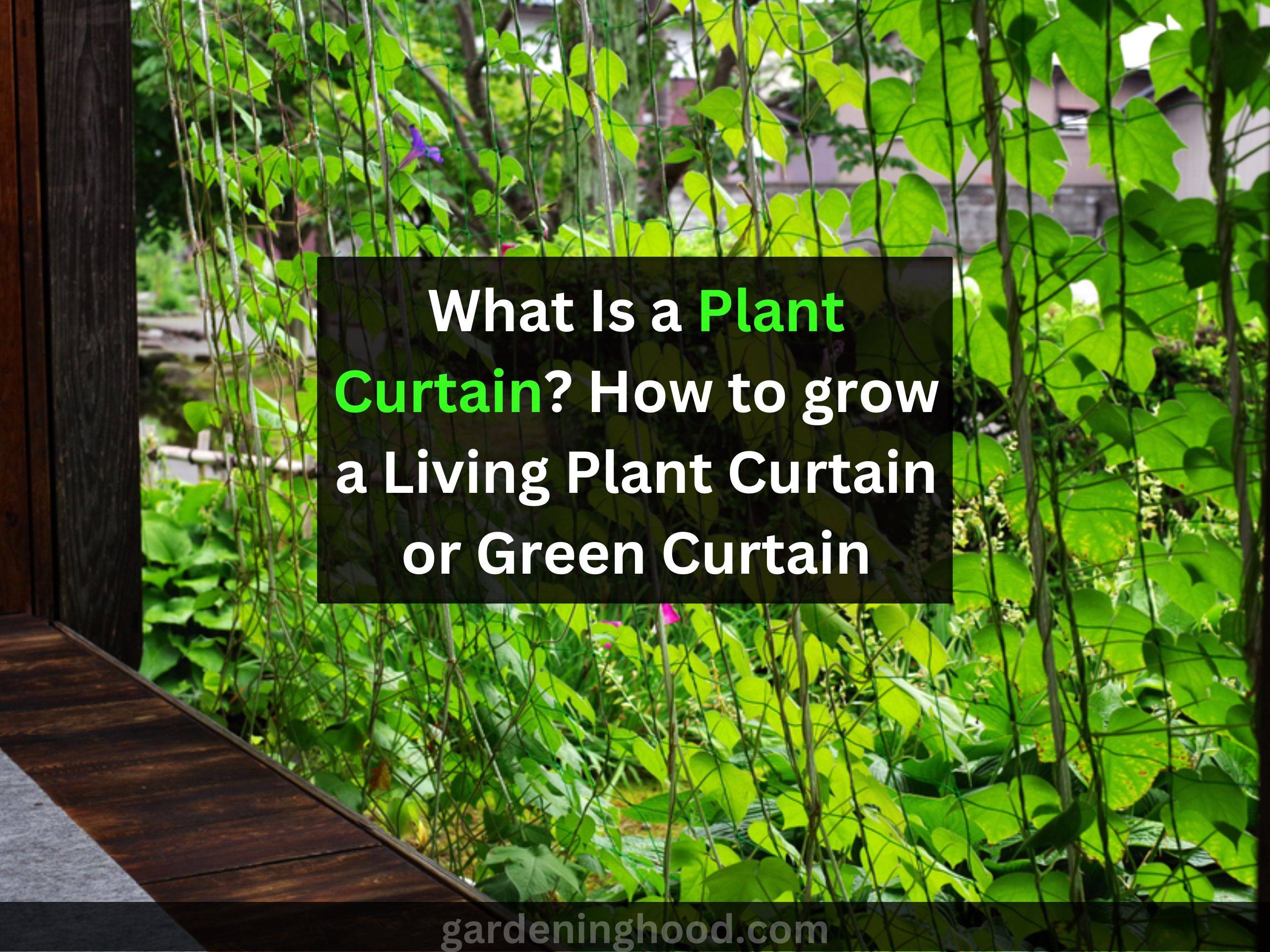 What Is a Plant Curtain? How to grow a Living Plant Curtain or Green Curtain