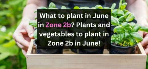 What to plant in June in Zone 2b? Plants and vegetables to plant in Zone 2b in June!