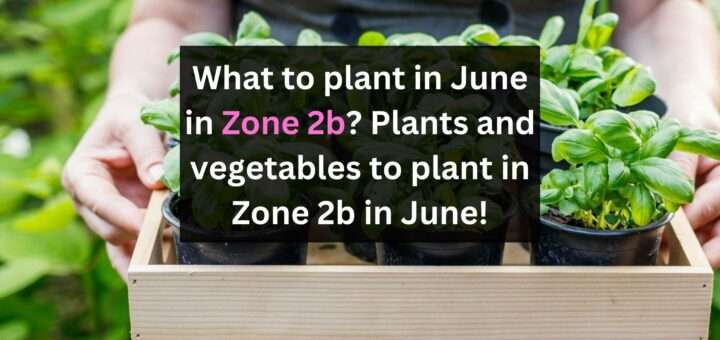 What to plant in June in Zone 2b? Plants and vegetables to plant in Zone 2b in June!