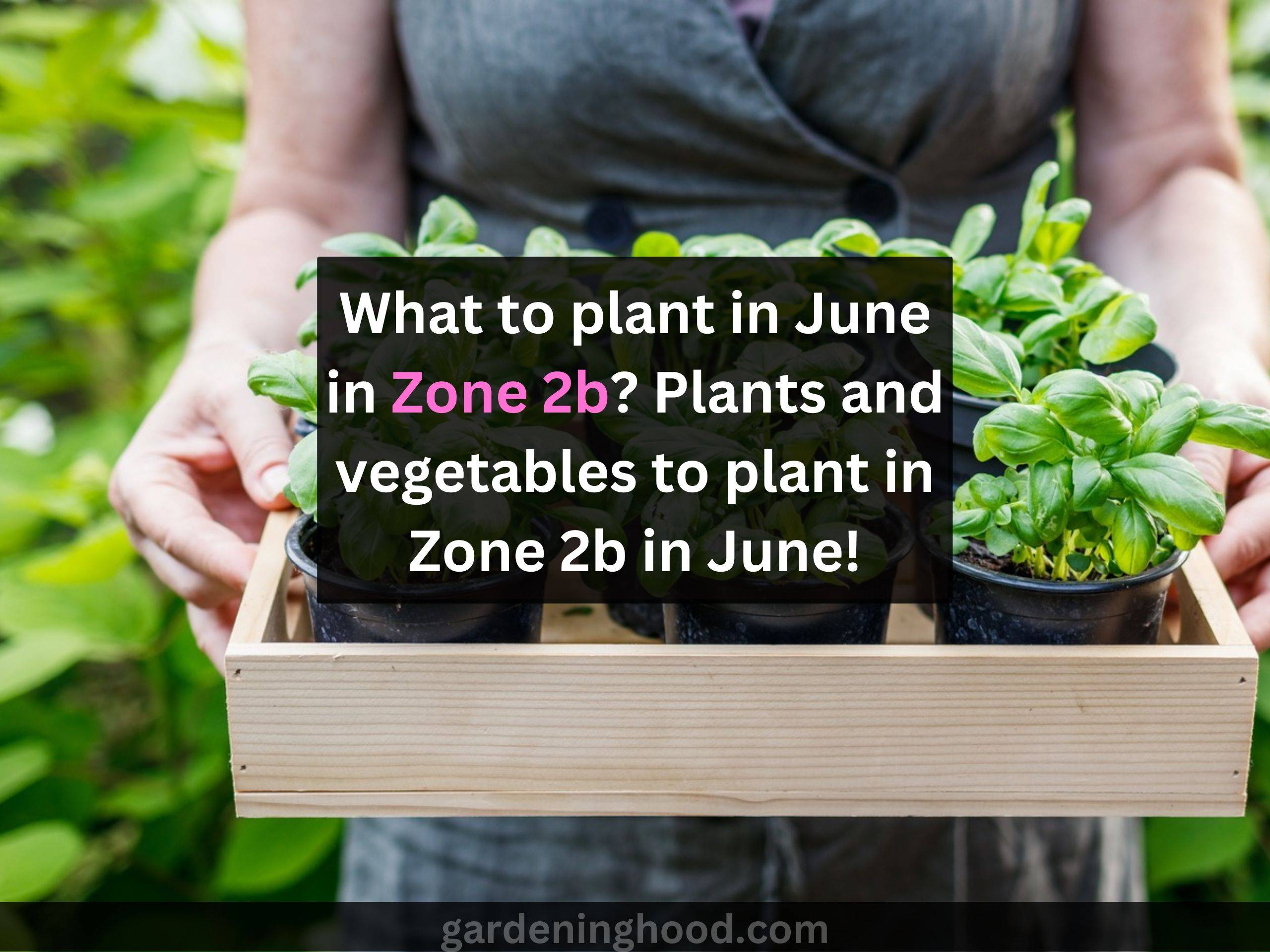 What to plant in June in Zone 2b? Plants and vegetables to plant in Zone 2b in June!