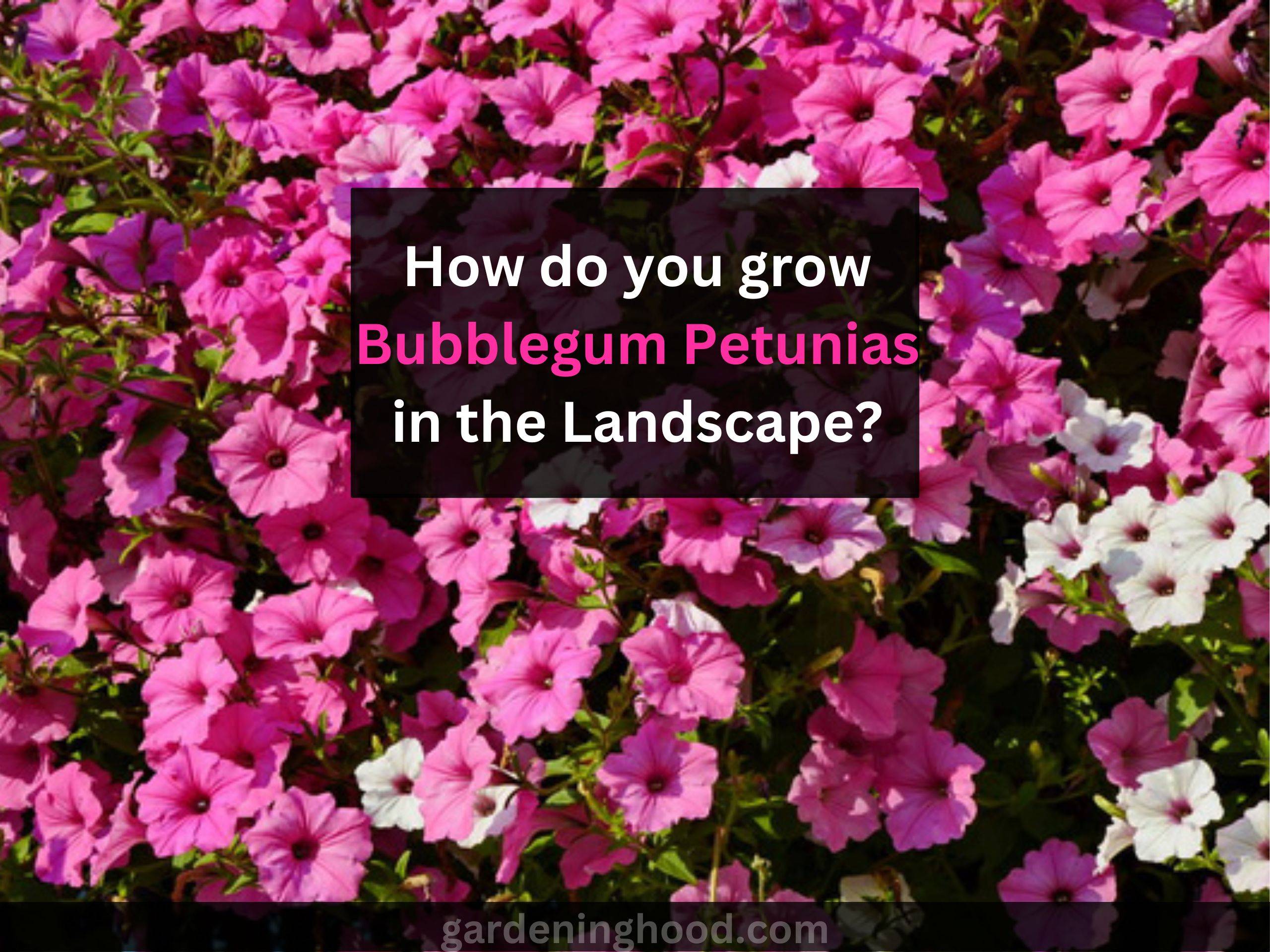 How do you grow Bubblegum Petunias in the Landscape?