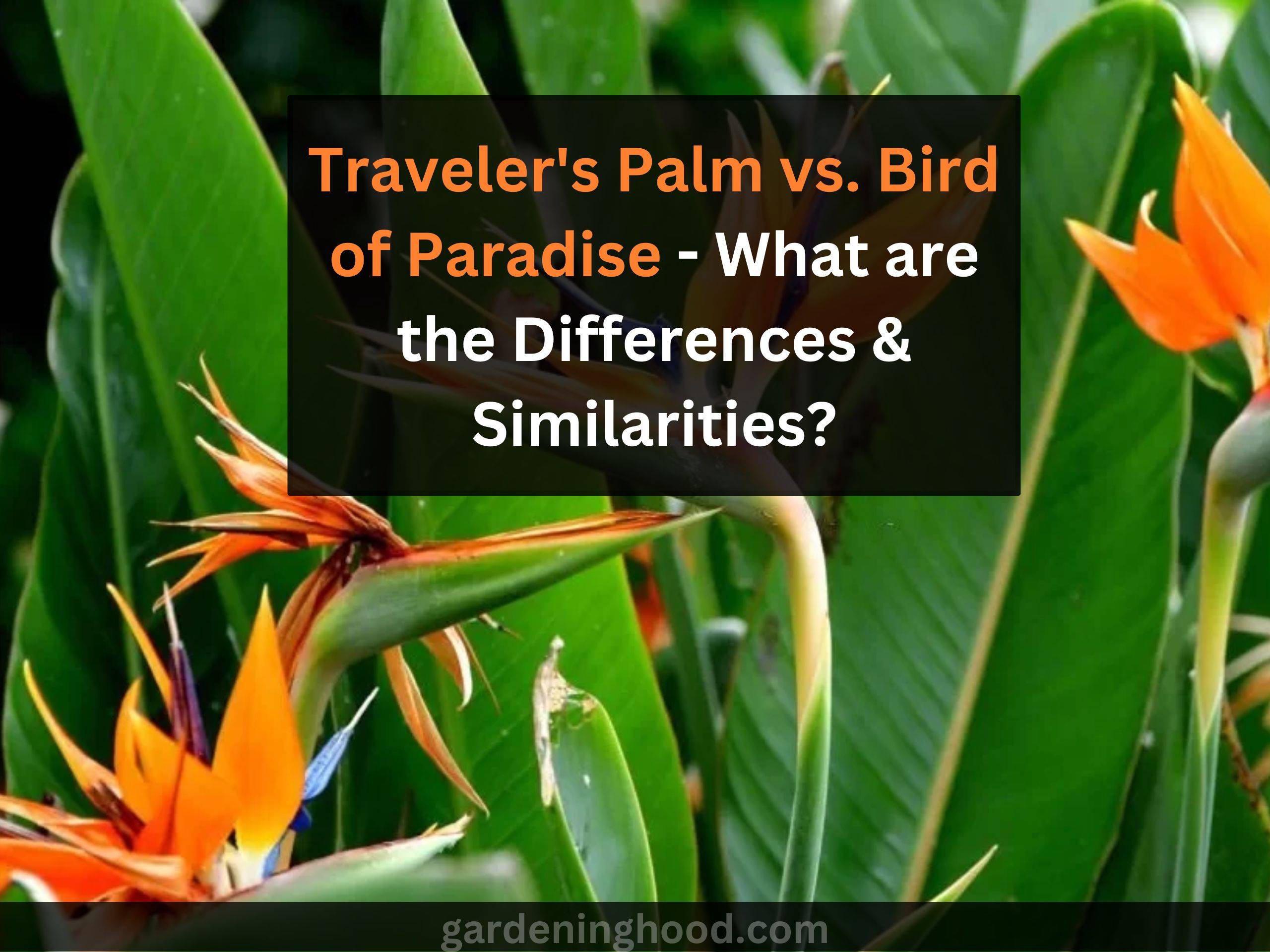 Traveler's Palm vs. Bird of Paradise - What are the Differences & Similarities?