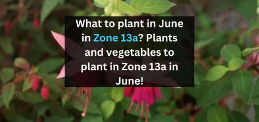 What to plant in June in Zone 13a? Plants and vegetables to plant in Zone 13a in June!