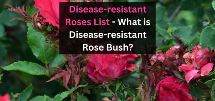 Disease-resistant Roses List - What is Disease-resistant Rose Bush?