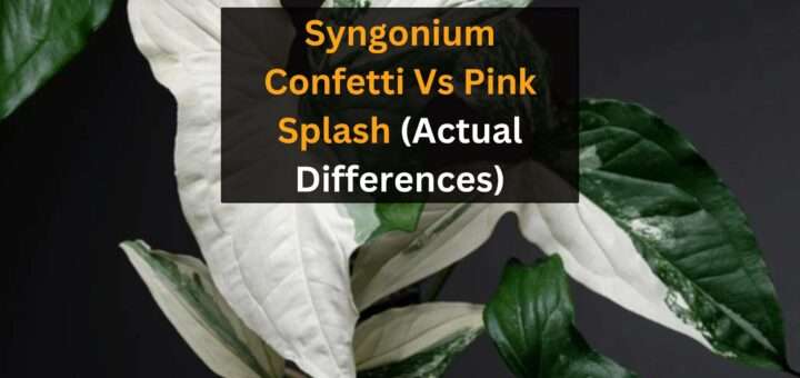 Syngonium Confetti Vs Pink Splash (Actual Differences)