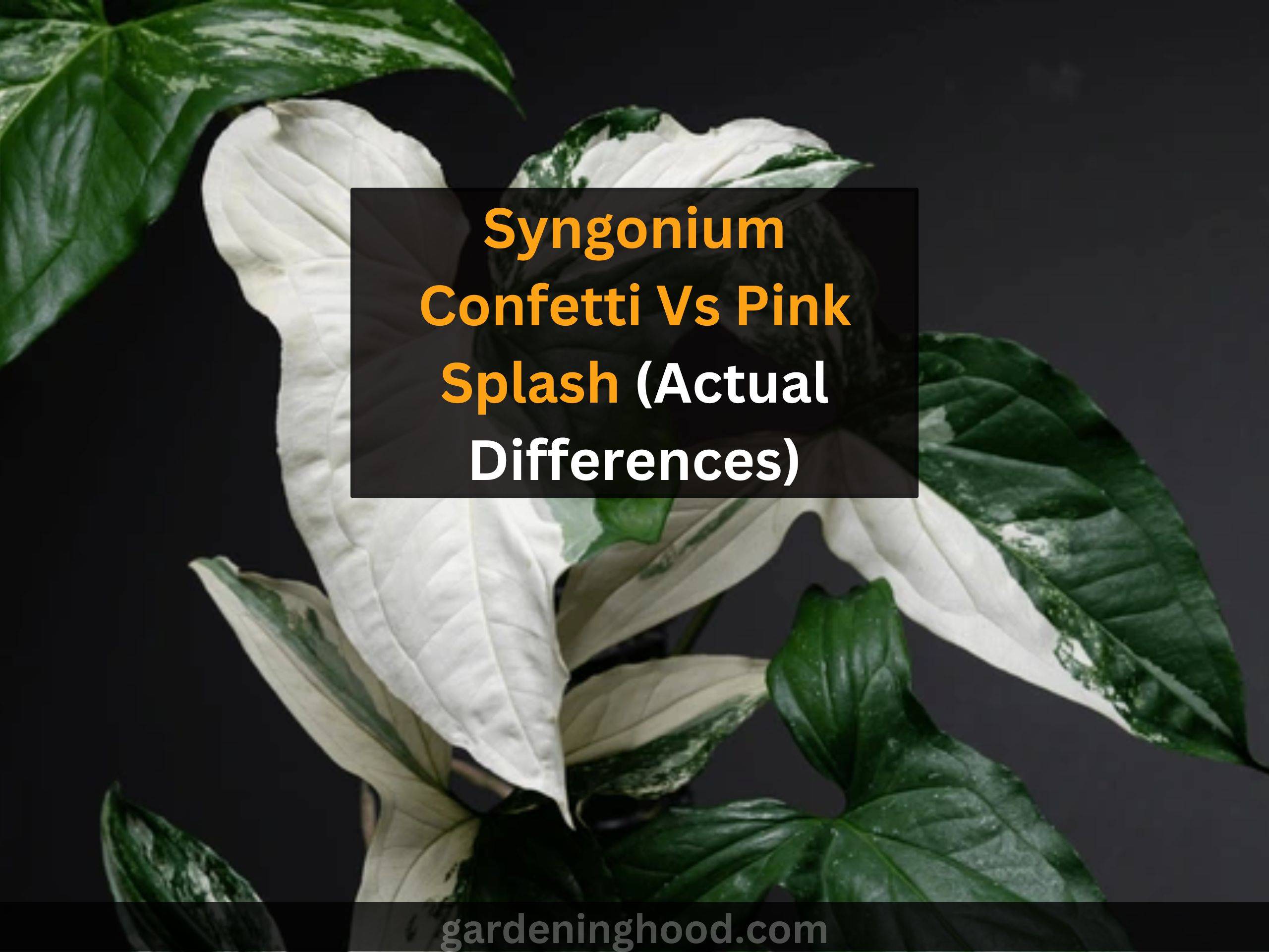 Syngonium Confetti Vs Pink Splash (Actual Differences)