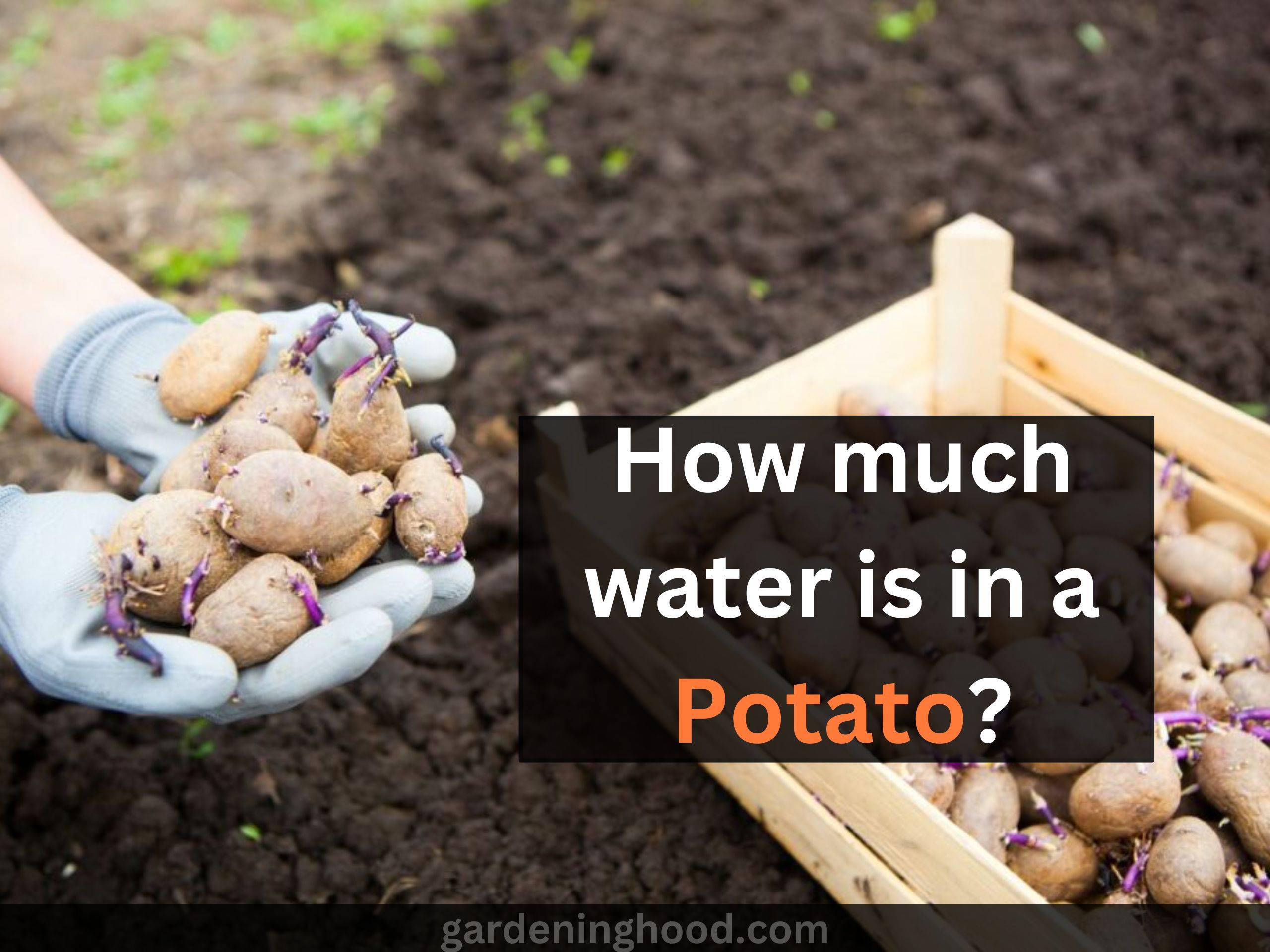 How much water is in a Potato?