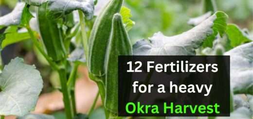 12 Fertilizers for a heavy Okra Harvest