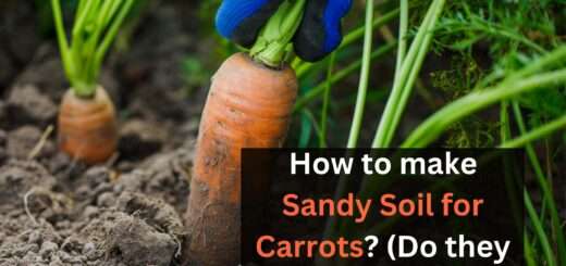 How to make Sandy Soil for Carrots? (Do they need it?)