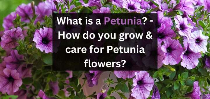 What is a Petunia? - How do you grow & care for Petunia flowers?