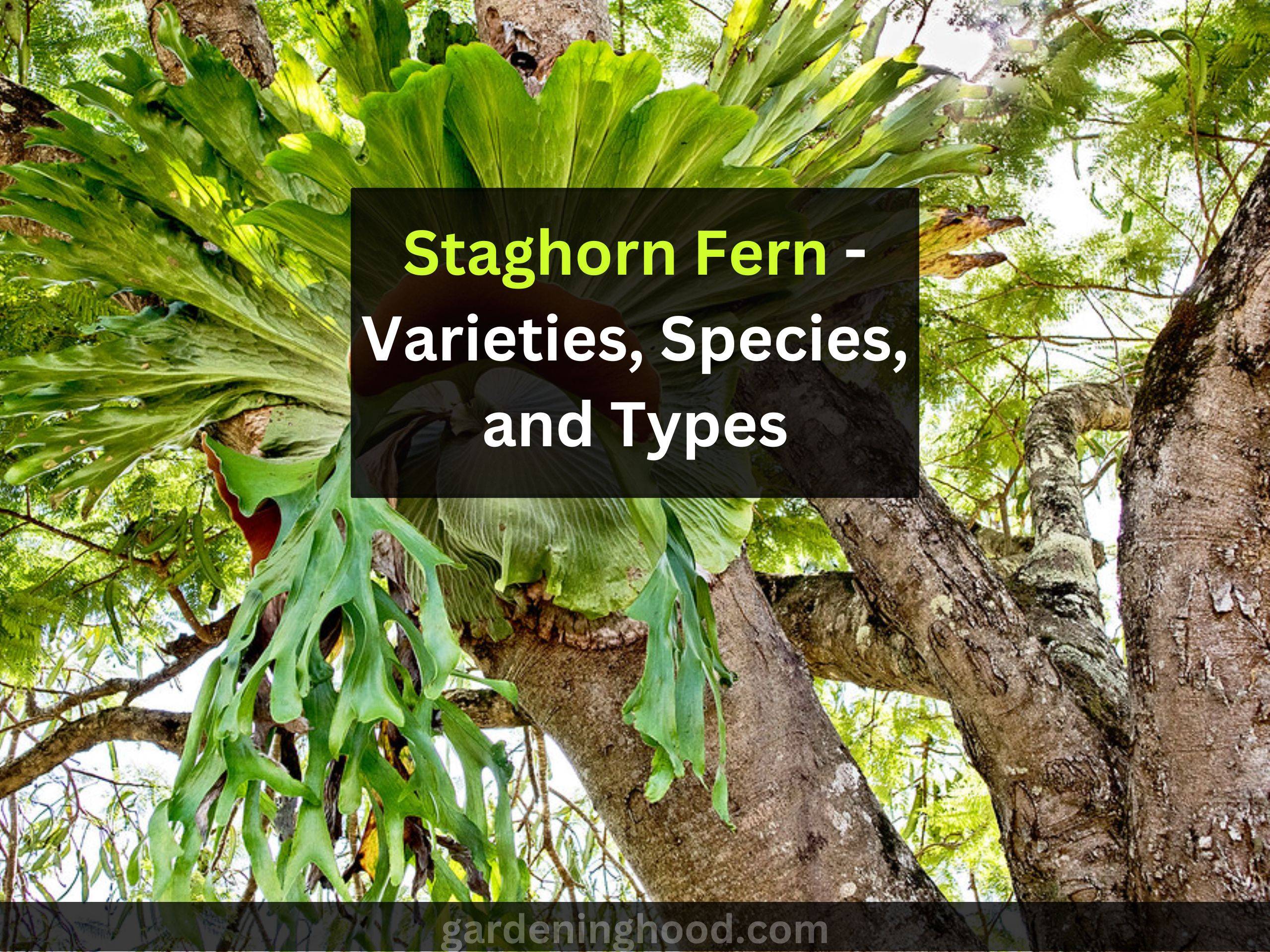 Staghorn Fern - Varieties, Species, and Types