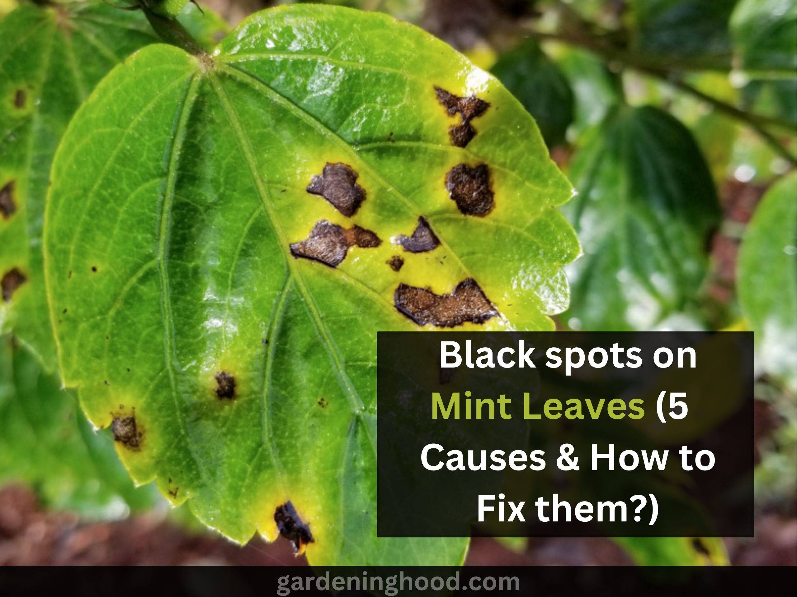 Black spots on Mint Leaves (5 Causes & How to Fix them?)