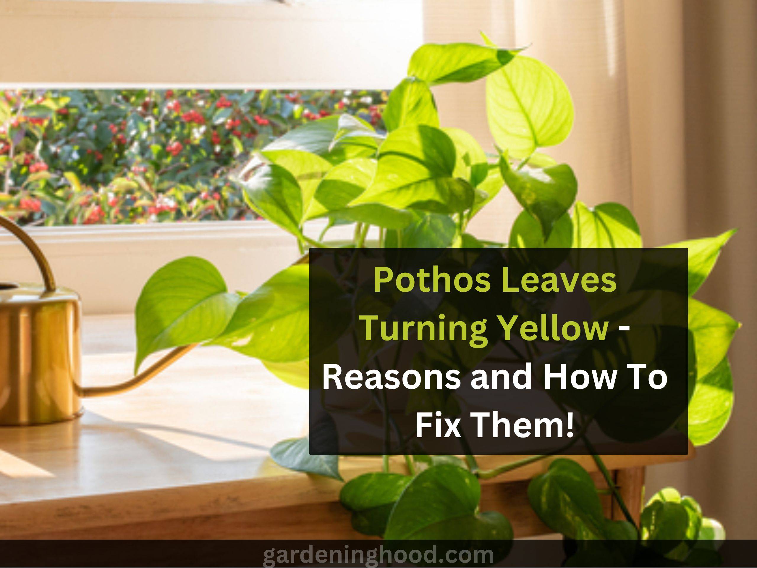 Pothos Leaves Turning Yellow - Reasons and How To Fix Them!