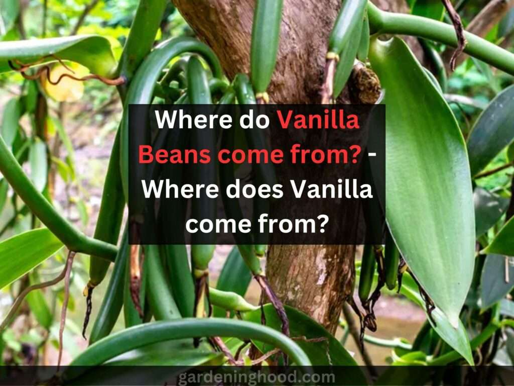 Where do Vanilla Beans come from? - Where does Vanilla come from?