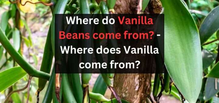 Where do Vanilla Beans come from? - Where does Vanilla come from?