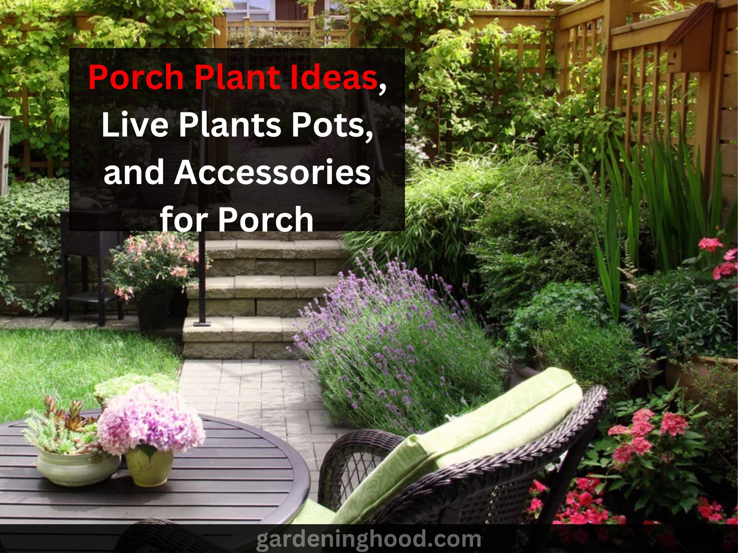 Porch Plant Ideas, Live Plants Pots, and Accessories for Porch