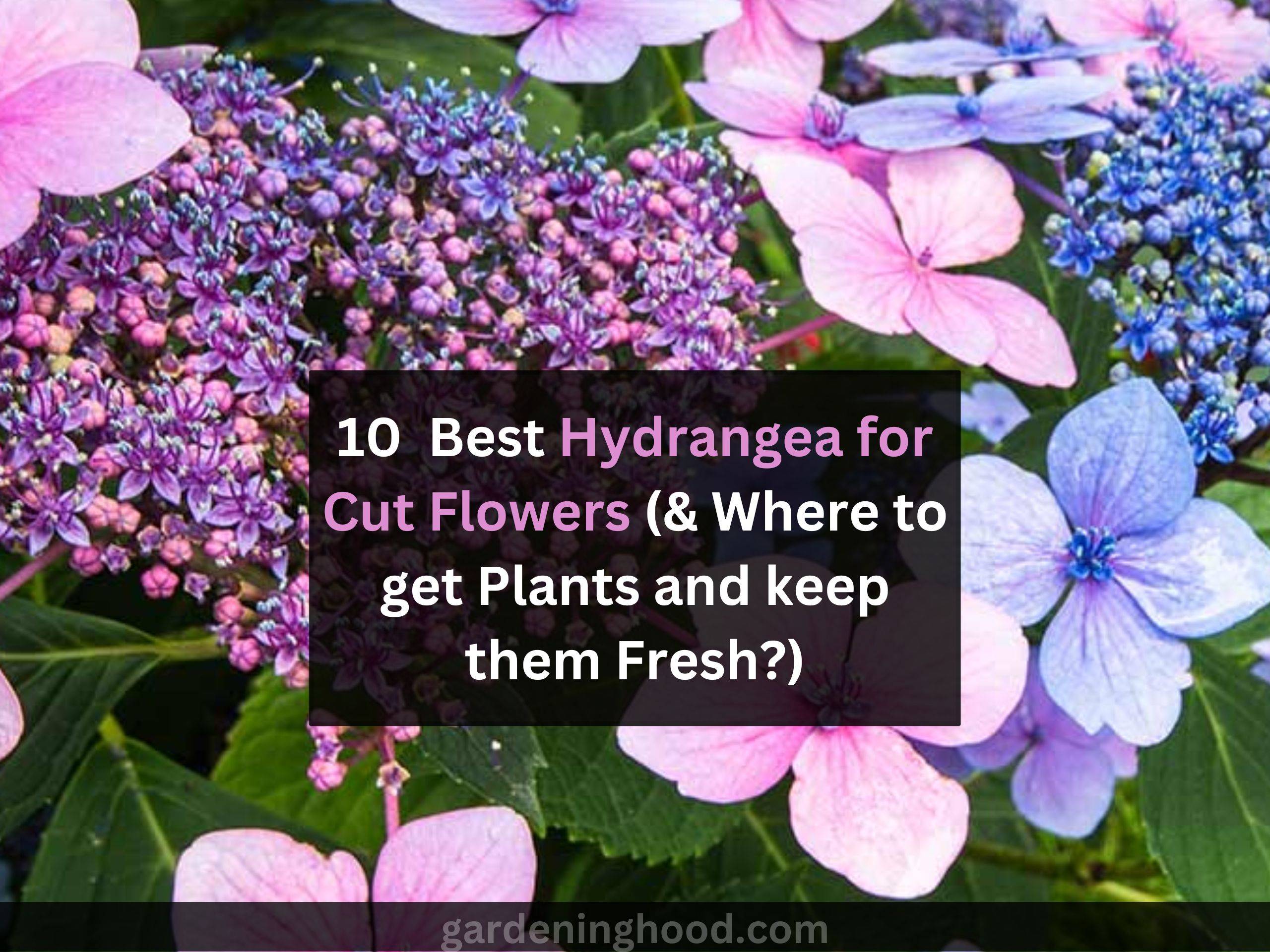 10+ Best Hydrangea for Cut Flowers (& Where to get Plants and keep them Fresh?)
