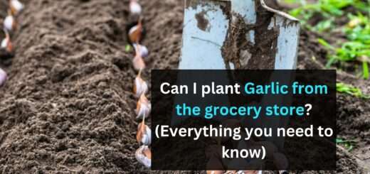 Can I plant Garlic from the grocery store? (Everything you need to know)