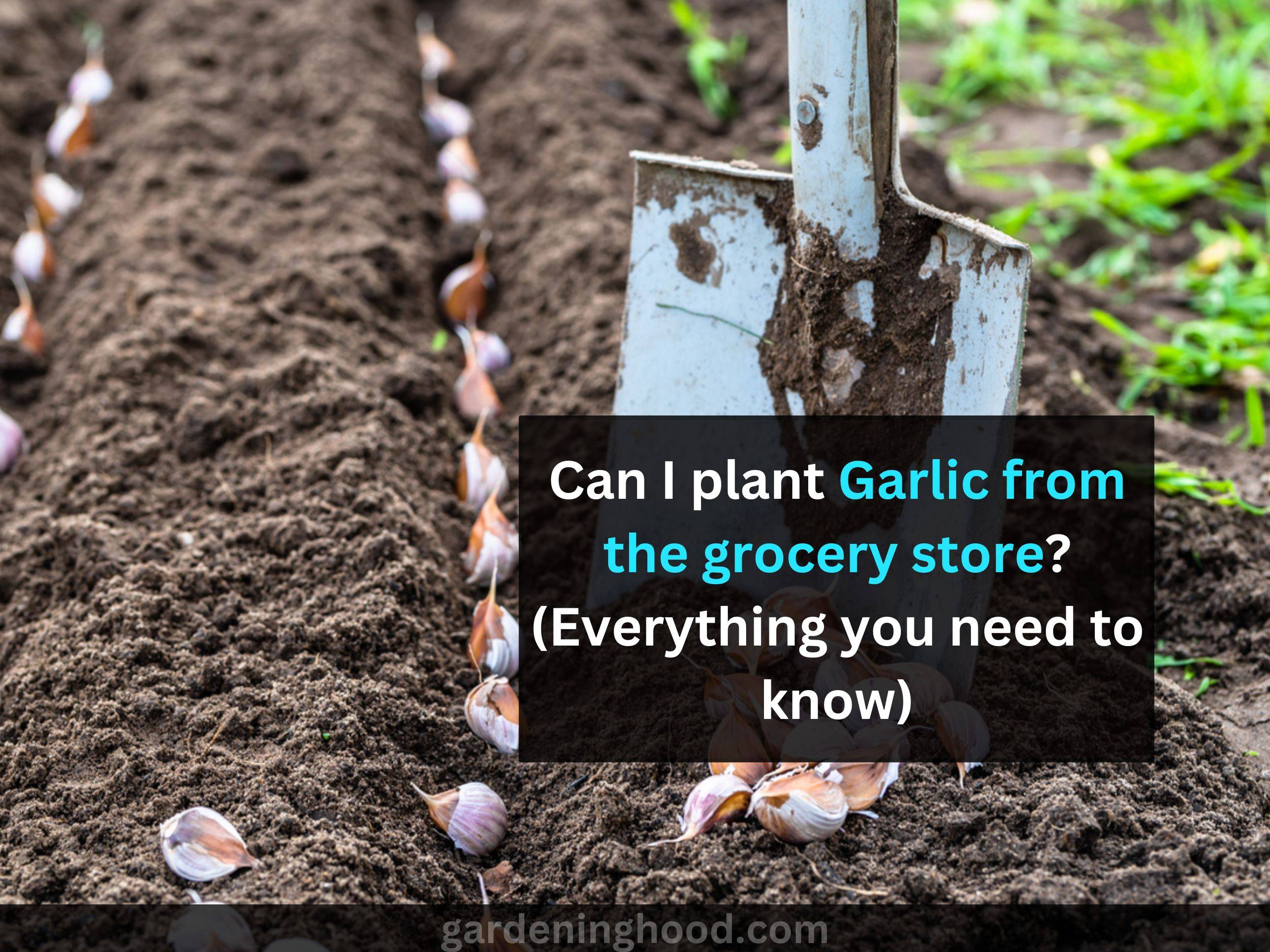 Can I plant Garlic from the grocery store? (Everything you need to know)